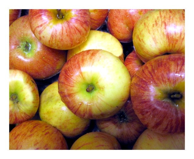 Apples Photo, Autumn Apple Harvest,  20 x 16 inch,  Fine Art Poster Print
