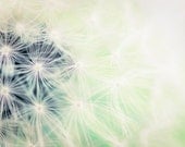 Buy1 Get1 Free Mint green dandelion photography shabby chic summer decor, wall art, gardening, wishes, print, raceytay 8x10 - Raceytay