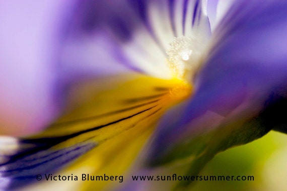 Purple Pansy Macro Photography