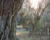 A Walk Before Sunset, Ossabaw Island - Original photograph by Melissa  Schneider