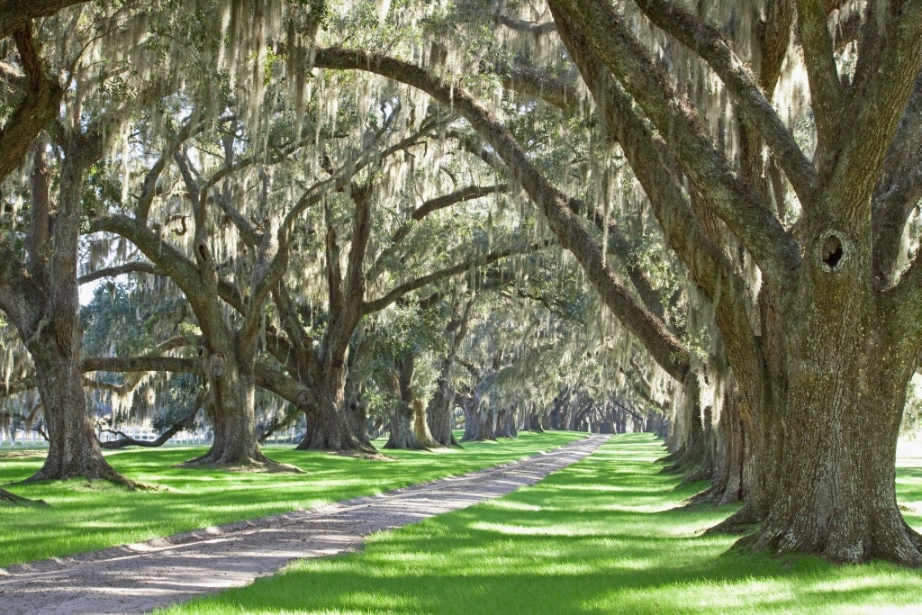 Spring at the Plantation - S.Carolina  - An original photograph by Melissa Schneider