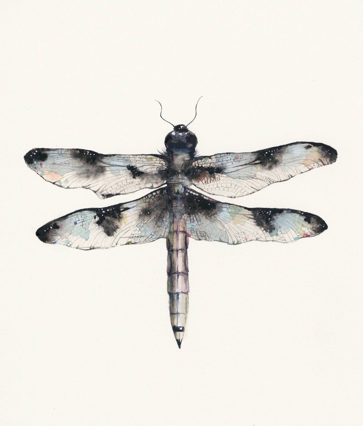 Male Common Whitetail Dragonfly - archival print
