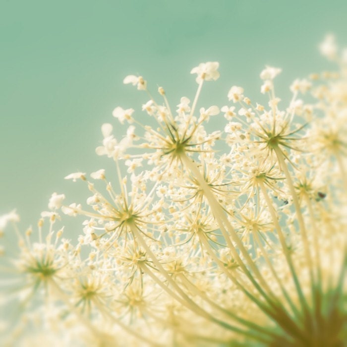 Spring photograph cedar flower photography