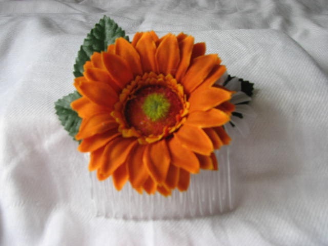 Comb orange flower, daisy on green leaves
