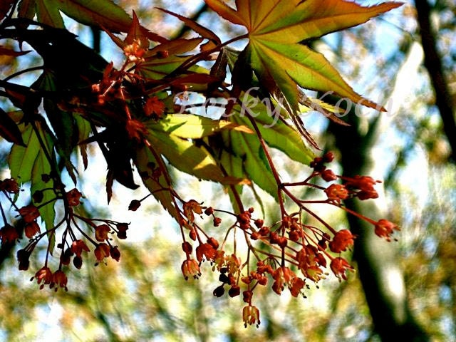 Maple Leaves print
