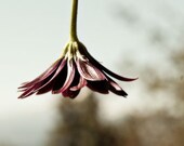 Flower photography, beauty, petals, fairy skirt, 8x8 photograph, metallic print, in stock ready to ship - BleuOiseau