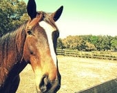 Beauty Brown Horse Photography Art 11x14 Print of a Horse