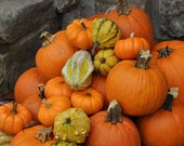 Pumpkins in a Pile - Photo Print 8x10