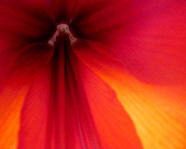 Red Amaryllis Flower Macro Photo, Rich Deep Red Amaryllis in Bloom, 10 x 8,  Fine Art Photograph