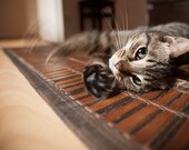 Cat - Photo Art Prints - Pet Photography - Kitty Cat - Whimsical Art - Fine Art Photography - Cute Animal Art - Nursery Wall Art