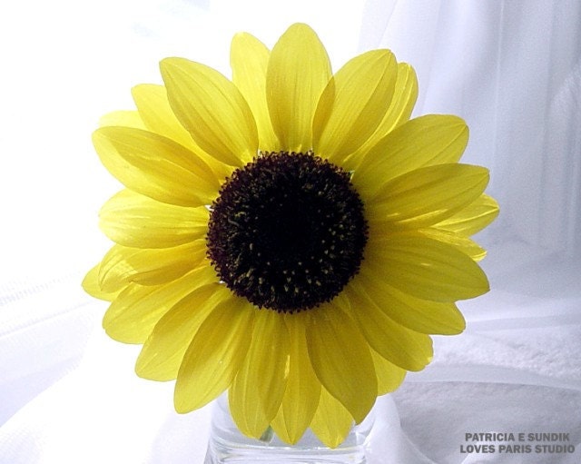 Sunflower Photo, 10 x 8, Fine Art Photograph