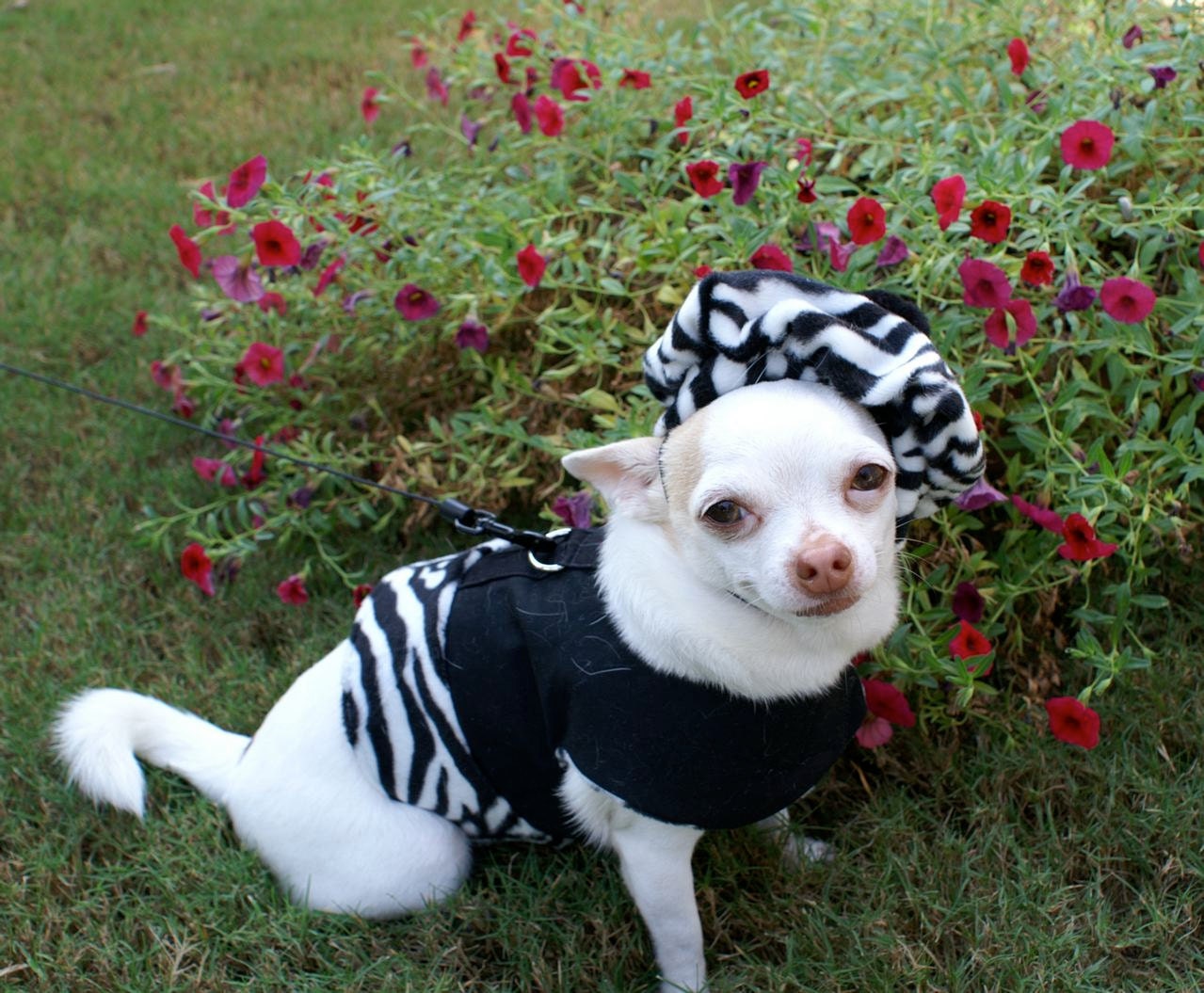 Reversible Sassy Zebra Dog Harness w/ hat