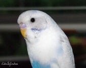 Budgie, Pet Portrait, Bird Fine Arts Photograph - Wally - 8 x 8, budgies, budgerigars, parakeets, bird photography