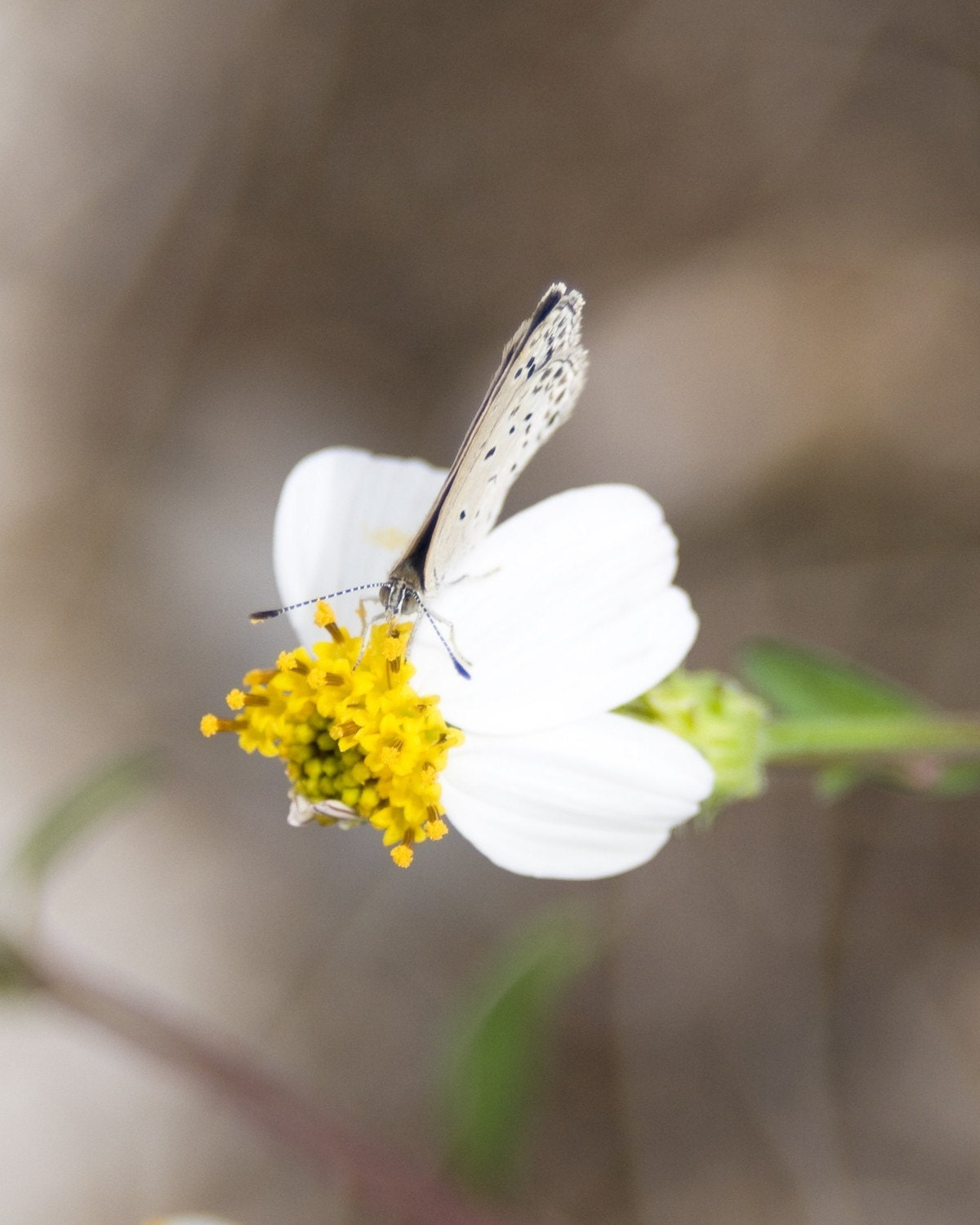 Nature Print- Flower Photo-  Woodland Forest Print-Rustic Fall Beige Coffee Brown Tan White Flower, Butterfly 8x10 Photo