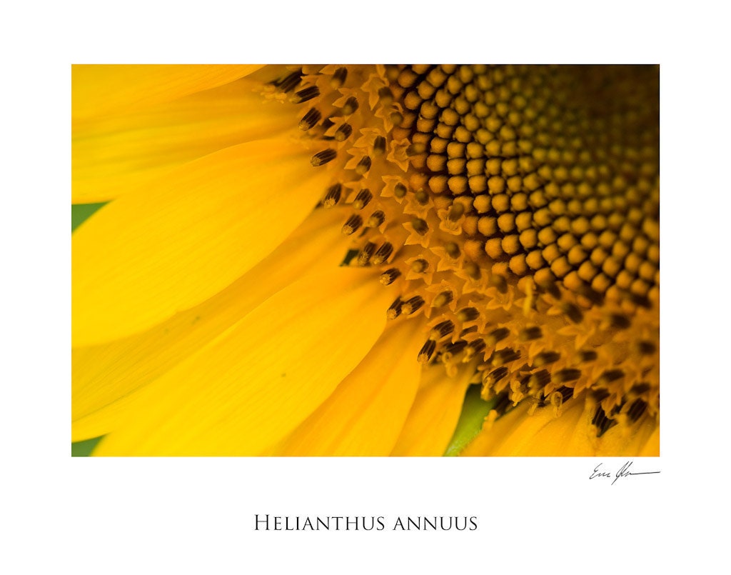 Helianthus Annuus, 11"x14" Print