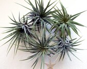 5 closeout // air plants  // tillandsia