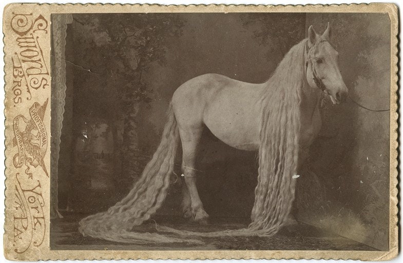 Rare Cabinet Card Photo of Freak Sideshow Circus Horse
