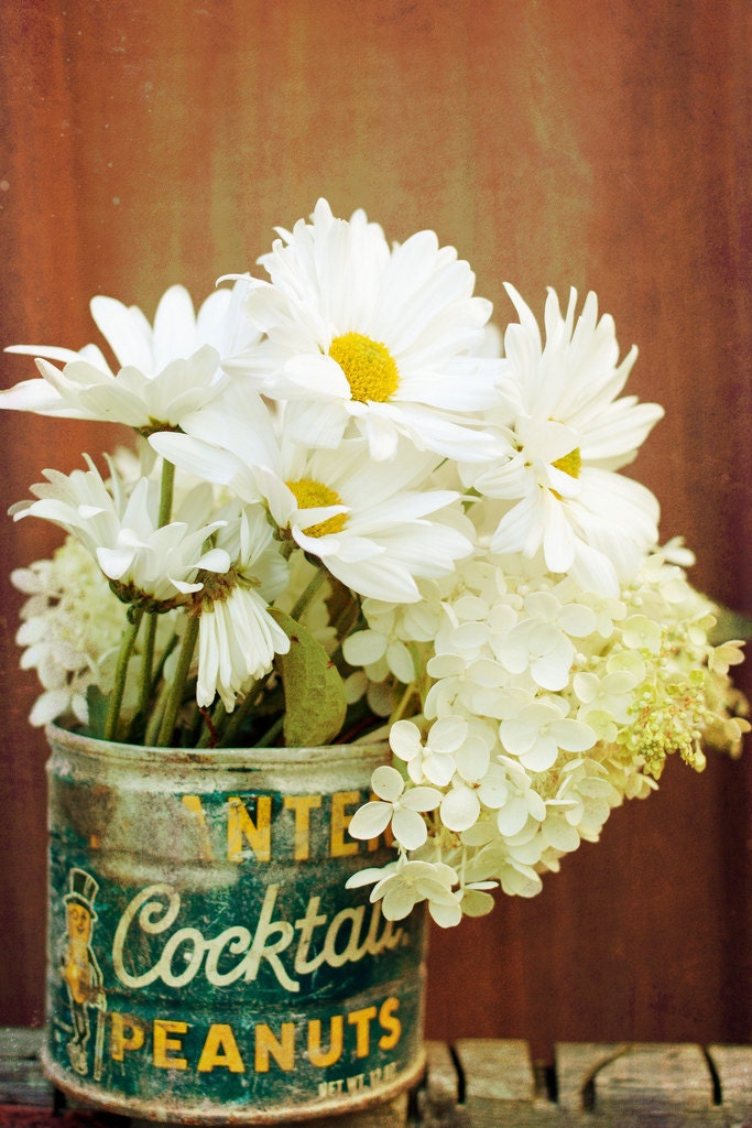 Planters Daisies - Unmatted - 5x7 Photograph