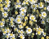 Chamomile - German Herb - Heirloom - 50 Seeds