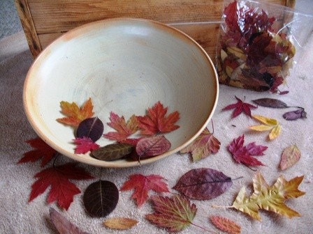 Dried Fall Leaves Real Pressed 200 count Autumn Collection