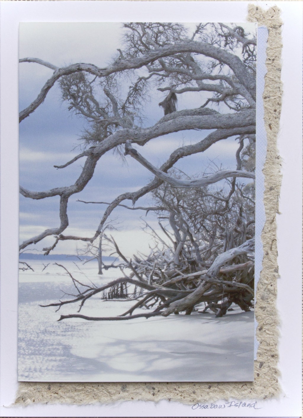 Photo Card - "Ossabaw Sparkling Shadows," handmade by Melissa Schneider