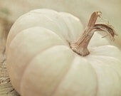 White Mini Pumpkin - 5 X 7 Photography Print - Pumpkin Halloween Fall Harvest October Wall Decor Seasonal
