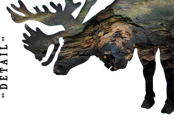 SALE : Caribou in Bark - Caribou (Reindeer) animal photography - Rustic home decor - Limited edition 13" x 19" archival matte print