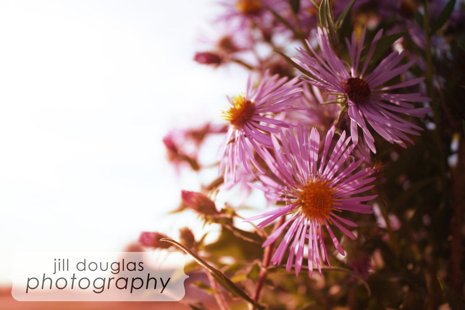 Summer Wildflower Photo Print 8x10"