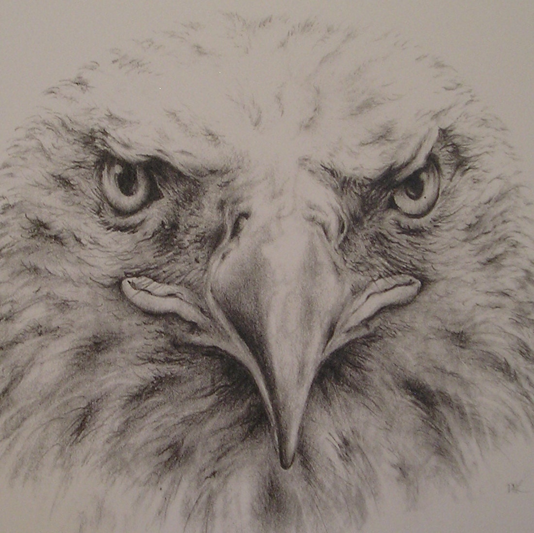 Bald Eagle Pencil Drawing - purpleinkgraphics