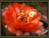 Cactus flower - dainty fingers