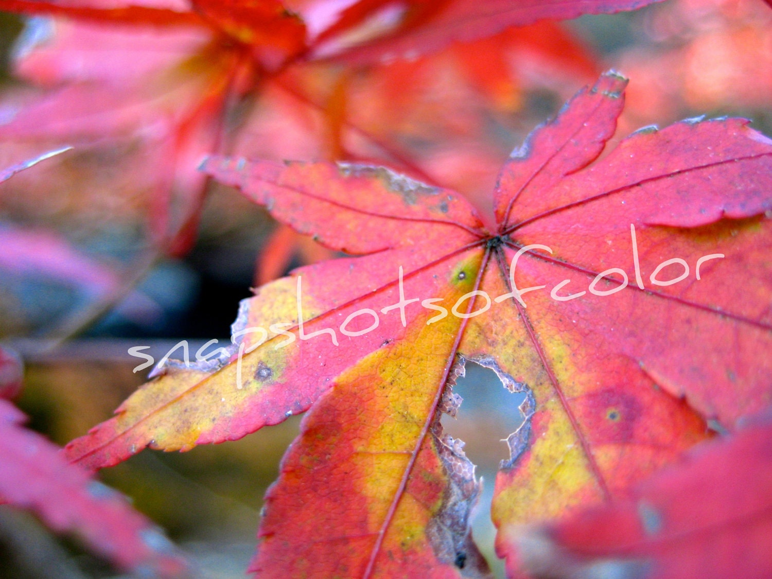Fall Foliage Fall Foliage