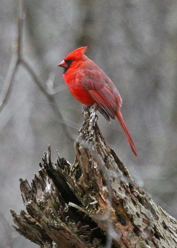 Red Cardinal Bird On Stump in Winter - 5 x 7 Wildlife Photo Glenn Clark Photography