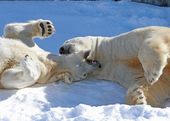 Polar Bears Playing in the Snow - 5 x 7 Wildlife Photo Glenn Clark Photography
