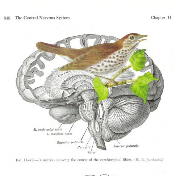 Anatomical Art Collage Bird Brain Anatomy Bird Art