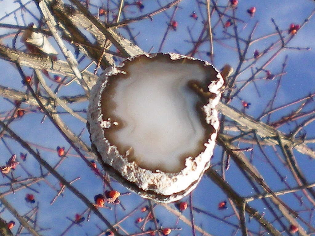 Misty White Agate