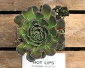 Hot Lips Succulent Plant, Jovibarba heuffelii , Hen's and Chick Cold Hardy