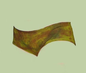 Bootyhuggers Hemp panties in caoflage green with black contrast stitching in sizes Xxs, Xs and S