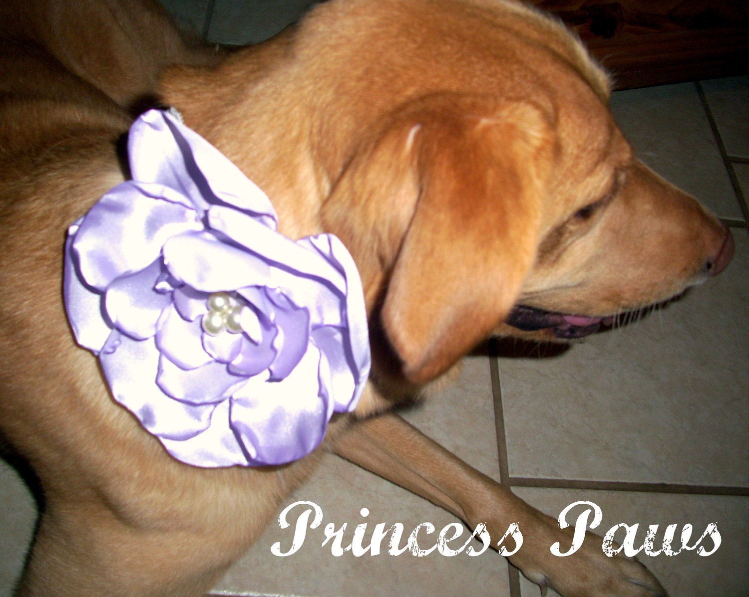 Oversized Flower neck band for Pets/ Pet Jewelry/ Pet Accessory