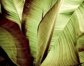Nature tropical leaf photo abstraction -  Original signed 8 x 10 color photograph of detaiedl banana leaves - PenumbraImages