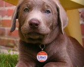 The Original "Hello My Name Is" Silver Pet ID Tag -As Seen In Modern Dog Magazine