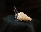Small Cream Spiral Shell Snail