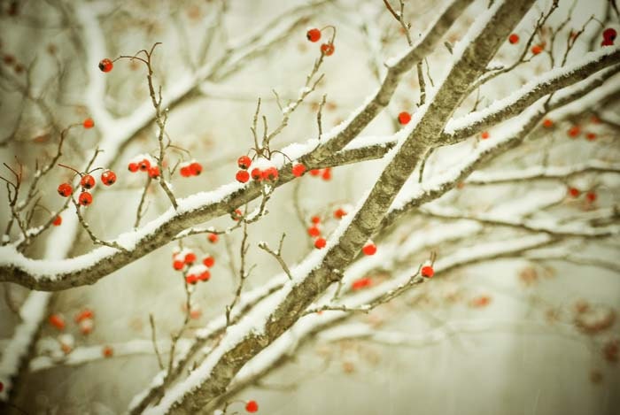 Hawthorne. frosty winter nature photo. red berries hawthorne tree silver white snowfall snowy holiday photograph woodland rustic home decor