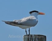Nature photography Bird photography Royal Tern 8X10
