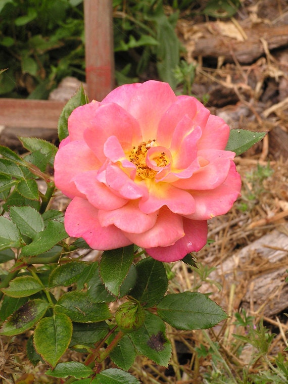 Pink Antique Rose 8x10 Fine Art Print