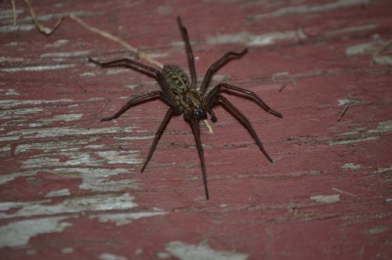 Creepy Crawly 8x10 Fine Art Print
