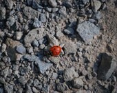 Ladybug 8x10 Fine Art Print
