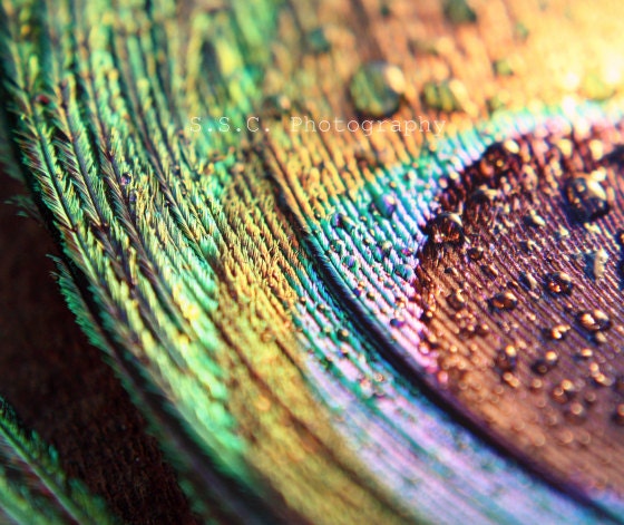 Peacock Feather Photo. Macro Photo. "Pretty Peacock" 8.5x11 inch photo. Colorful. Gold. Green. Blue. Purple. Waterdrop. Raindrops. Abstract