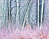 Winter Woods Photography - Pastel Photograph - 8 x 10 Print