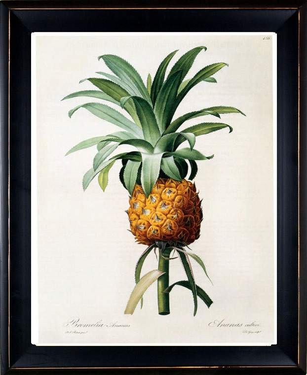 Redoute' Antique Botanical Art Print - Pineapple 1815 Paris - 8 x10 Art Print