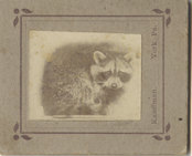 Raccoon antique tiny gem photo